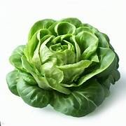 Butterhead Lettuce